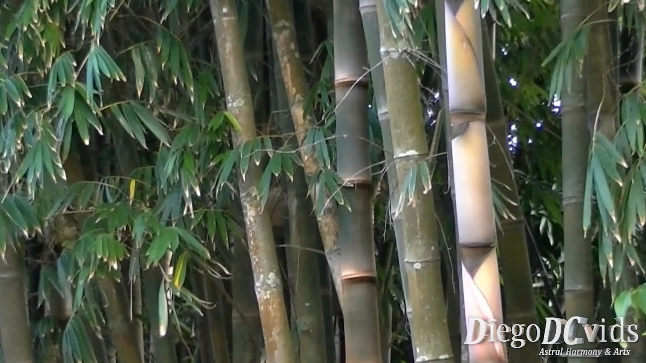Stone Bamboo, Bambusa Lapidea iron Wood Bambu da Costruzione - immagine 3
